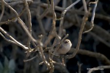Bushtit N 500_7850.jpg
