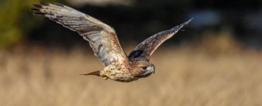 DSC_6906c.jpg