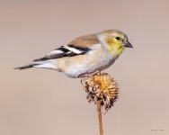Goldfinch-355.jpg