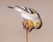 Goldfinch-356.jpg