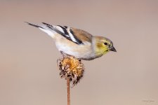 Goldfinch-357.jpg