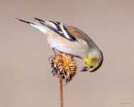 Goldfinch-358.jpg