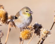 Goldfinch-351.jpg