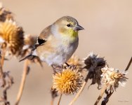 Goldfinch-352.jpg