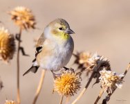 Goldfinch-353.jpg