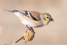 Goldfinch-354.jpg