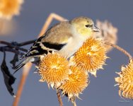 Goldfinch-350.jpg