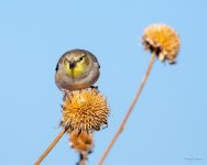 Goldfinch-359.jpg
