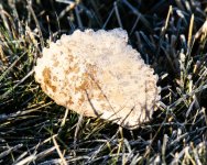 FrostyLeaf-300.jpg