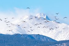 GeeseMountain-300.jpg