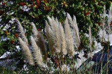 _ROY7064.jpg