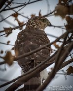 _DSC1356 low res.jpg