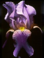 Iris1.jpg