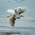 DSC_4334.jpg