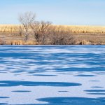 BlueIceTrees-300.jpg