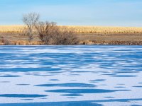 BlueIceTrees-301.jpg