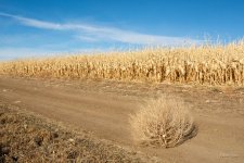 TumbleWeedCorn-300.jpg