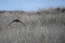 DSC_7491.jpg