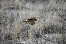 DSC_7680.jpg
