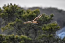 DSC_7455.jpg