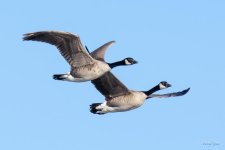 GeeseInFlight-301.jpg