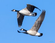 GeeseInFlight-302.jpg