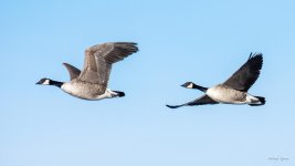 GeeseInFlight-303.jpg