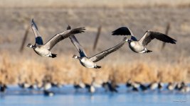 GeeseInFlight-331.jpg
