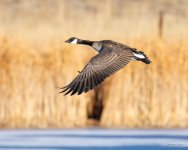 GeeseInFlight-332.jpg