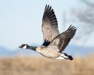 GeeseInFlight-335.jpg