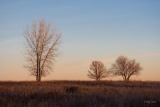 SunriseTrees-300.jpg