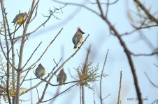 CW N DSC_7637.jpg