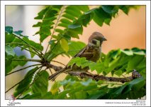 little-guy-in-the-bush-1-2.jpg