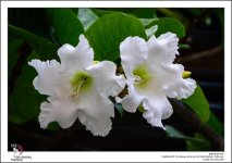 blossoms-high-on-a-tree.jpg