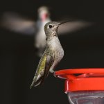 Hummer12.jpg