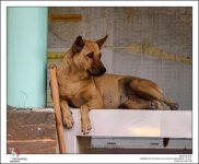 shy-dog-1.jpg