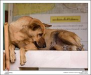 shy-dog-2.jpg