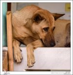 shy-dog-3.jpg