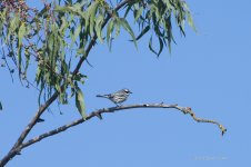Bird N 500_6806.jpg