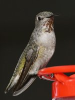 Hummer16.jpg