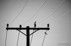 birds on a wire N 500_5288.jpg