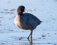 CootWalking-300.jpg