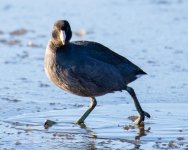 CootWalking-301.jpg
