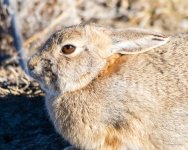 BunnyGrumpy-300.jpg