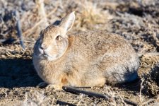 BunnyGrumpy-301.jpg