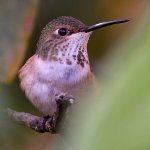 Hummer2.jpg