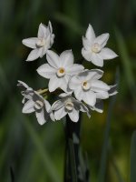 Narcissus2.jpg