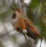 Hummer10.jpg