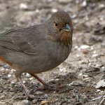 Towhee3.jpg