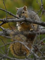 Squirrel.jpg